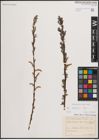 Foto von Salix eleagnos Scop.